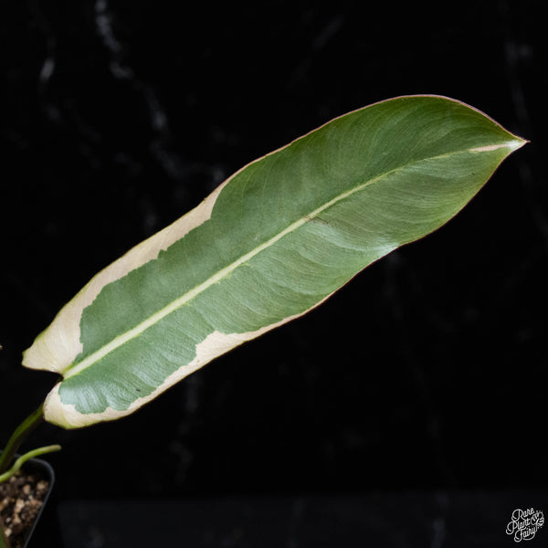 Philodendron atabapoense variegated (wk3-A)