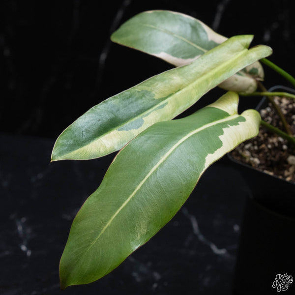 Philodendron atabapoense variegated (wk3-A)