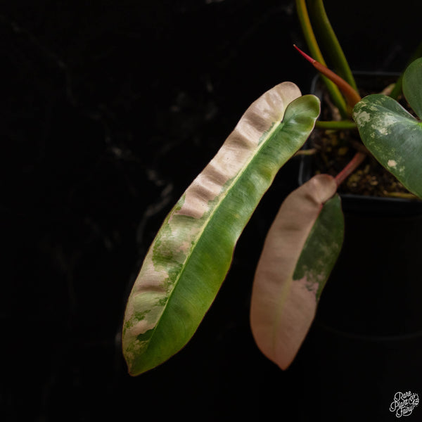 Philodendron atabapoense pink variegated (A48)