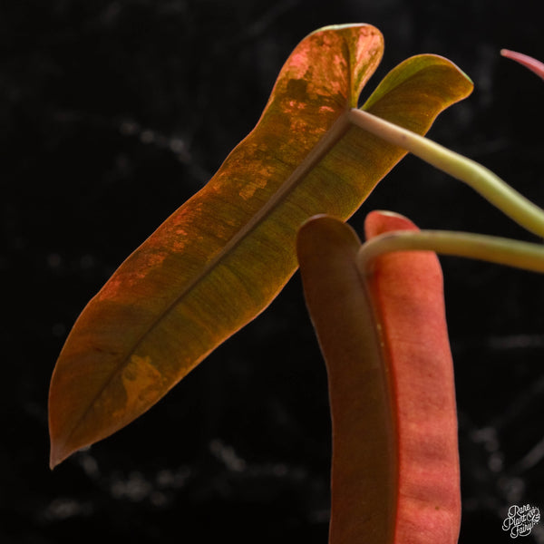 Philodendron atabapoense pink variegated (A48)