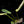 Load image into Gallery viewer, Philodendron atabapoense variegated (A49)
