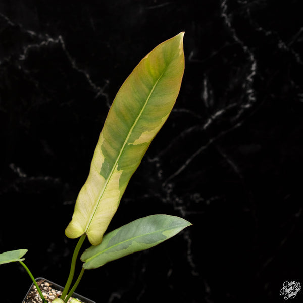 Philodendron atabapoense variegated (A49)