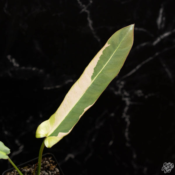 Philodendron atabapoense variegated (A49)