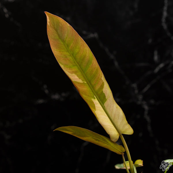 Philodendron atabapoense variegated (A49)