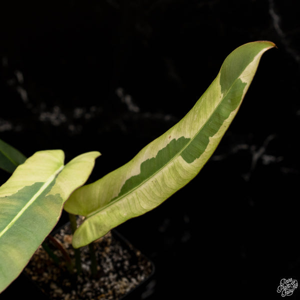 Philodendron atabapoense variegated (B49)