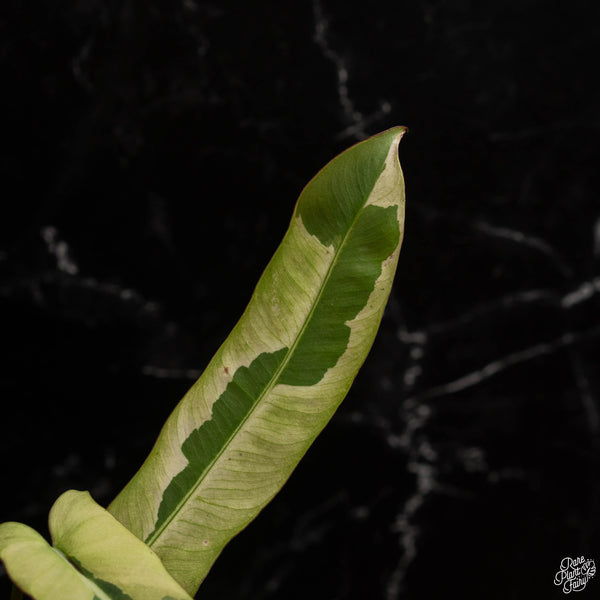 Philodendron atabapoense variegated (B49)