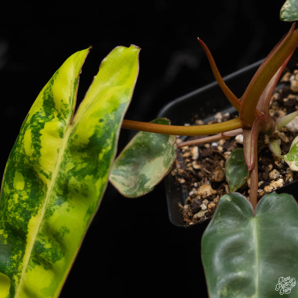 Philodendron billietiae variegated (A50)