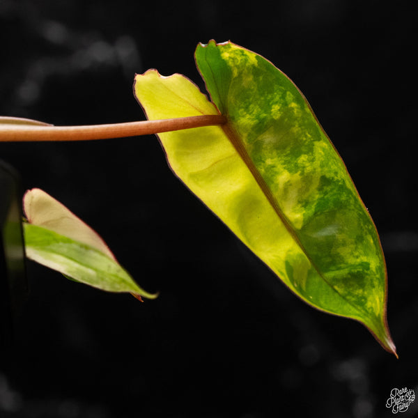 Philodendron billietiae variegated (A50)