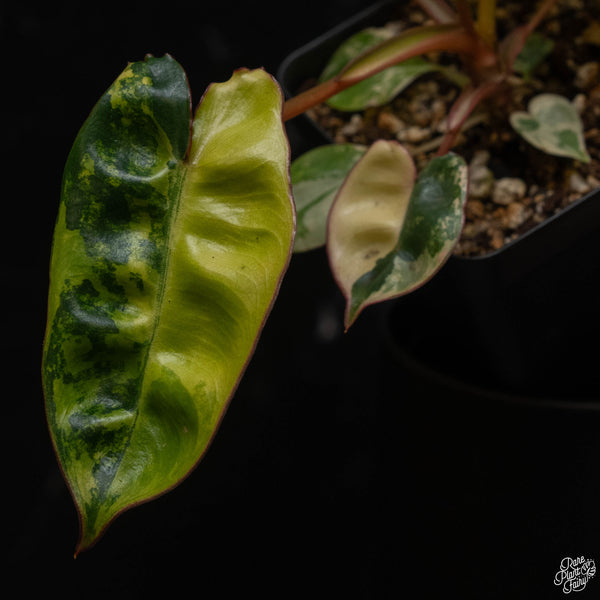 Philodendron billietiae variegated (A50)