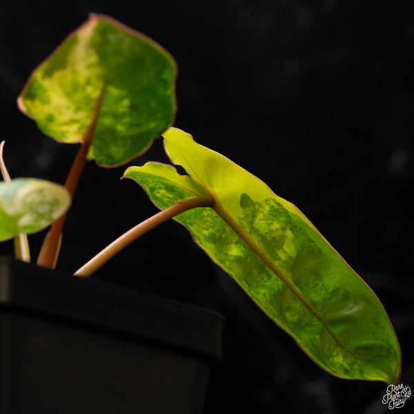 Philodendron billietiae variegated (B50)