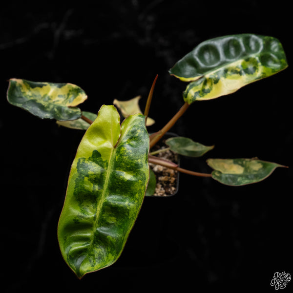 Philodendron billietiae variegated (B50)