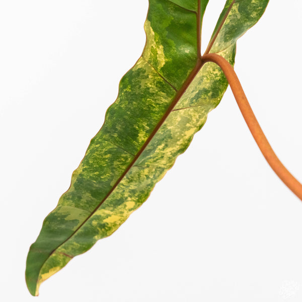 Philodendron billietiae variegated (C50) *XL*