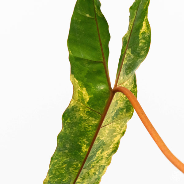 Philodendron billietiae variegated (C50) *XL*