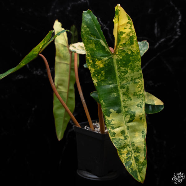 Philodendron billietiae variegated (A51)