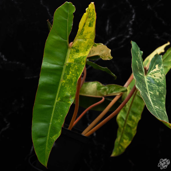 Philodendron billietiae variegated (A51)