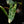 Load image into Gallery viewer, Philodendron billietiae variegated (A51)
