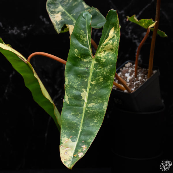 Philodendron billietiae variegated (A51)