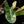 Load image into Gallery viewer, Philodendron billietiae variegated (A51)
