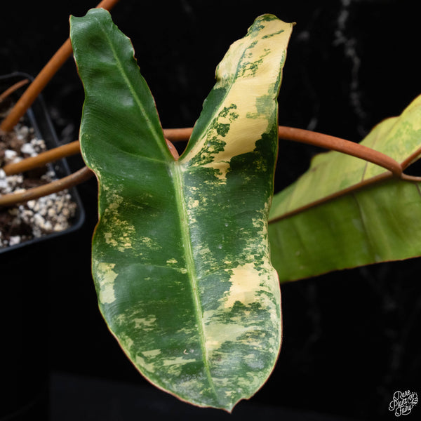 Philodendron billietiae variegated (A51)