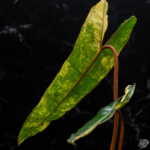 Philodendron billietiae variegated (A51)