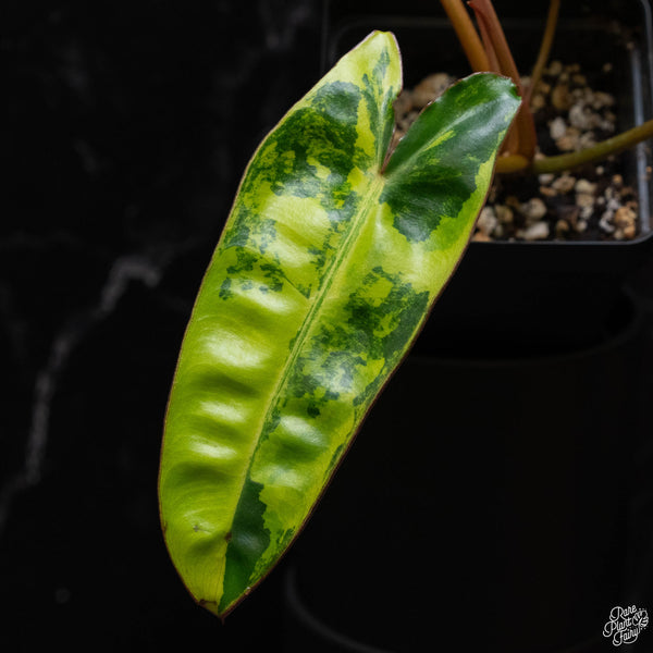 Philodendron billietiae variegated (B51)