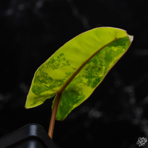 Philodendron billietiae variegated (B51)