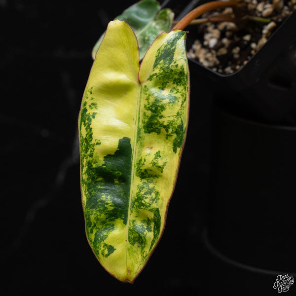 Philodendron billietiae variegated (B51)