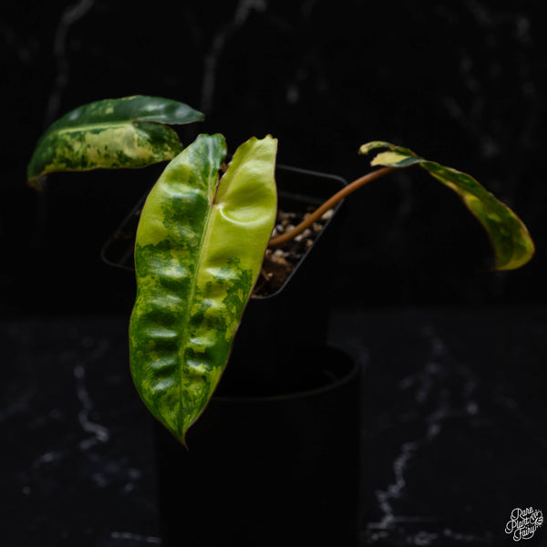 Philodendron billietiae variegated (C51)