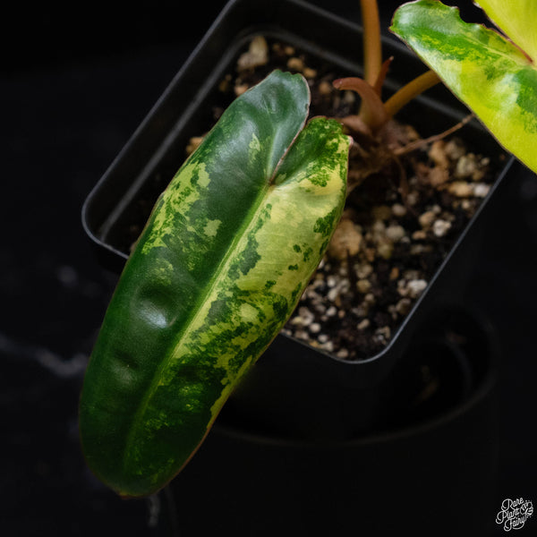 Philodendron billietiae variegated (C51)