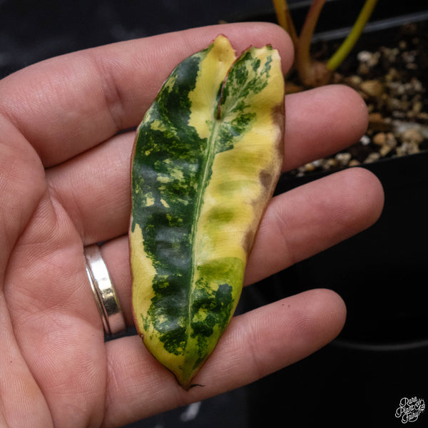 Philodendron billietiae variegated (C51)