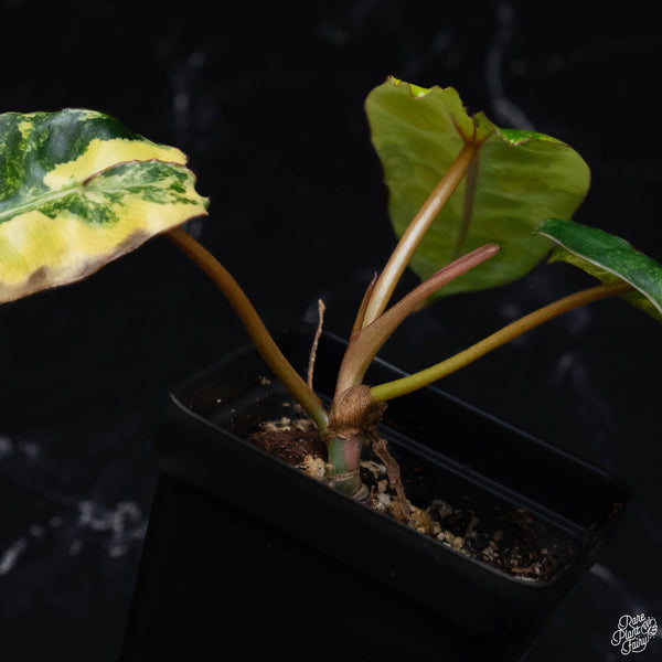 Philodendron billietiae variegated (C51)