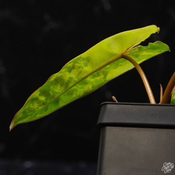 Philodendron billietiae variegated (C51)