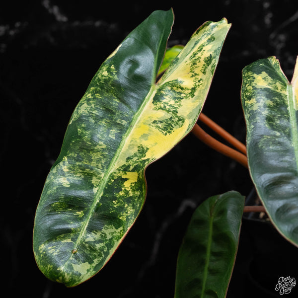 Philodendron billietiae variegated (wk2-A)