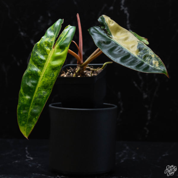 Philodendron billietiae variegated (wk3-A)