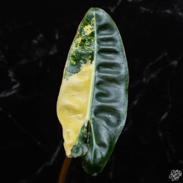 Philodendron billietiae variegated (wk3-A)