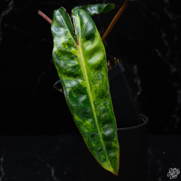 Philodendron billietiae variegated (wk3-A)