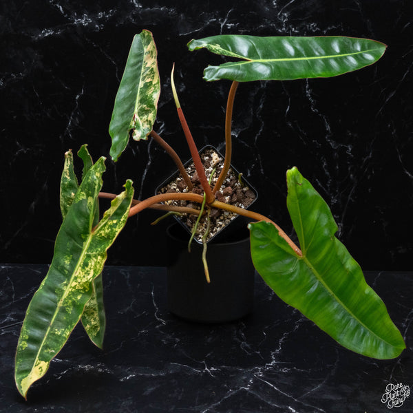 Philodendron billietiae variegated (wk3-B)