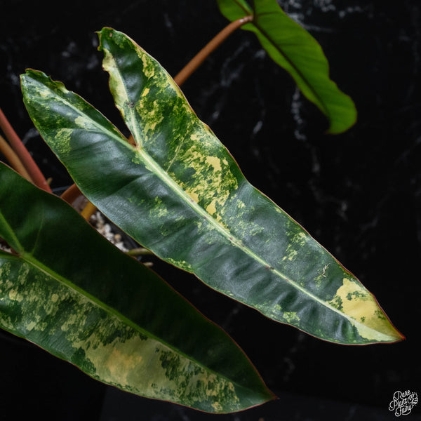 Philodendron billietiae variegated (wk3-B)