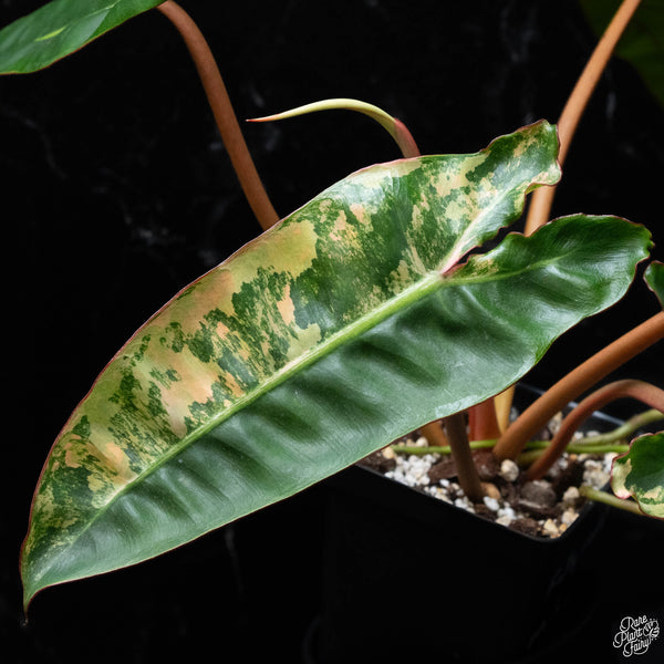 Philodendron billietiae variegated (wk3-B)