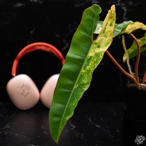 Philodendron billietiae variegated (wk4-A)