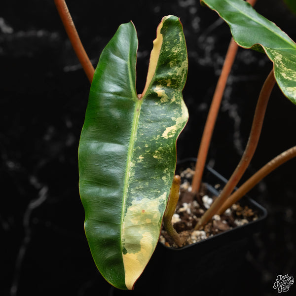 Philodendron billietiae variegated (wk4-A)