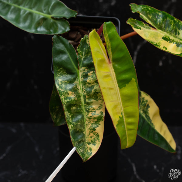 Philodendron billietiae variegated (wk4-B)