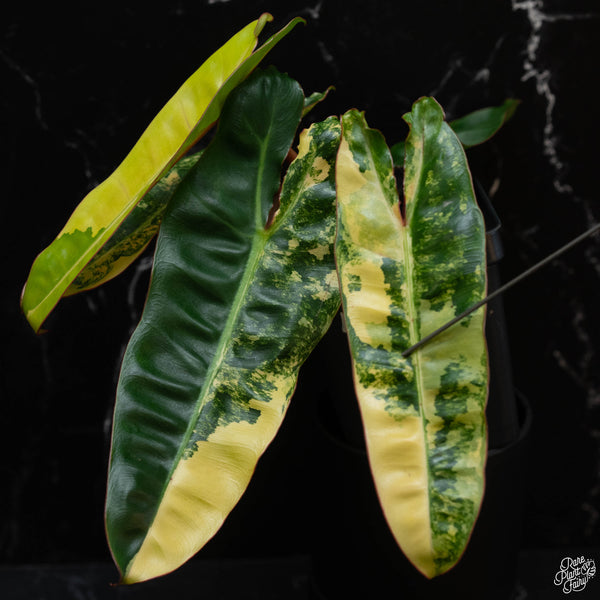 Philodendron billietiae variegated (wk4-B)