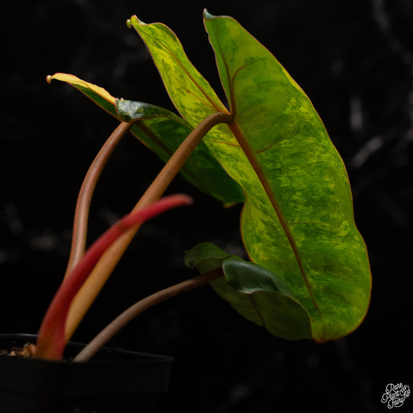 Philodendron billietiae variegated (A49)