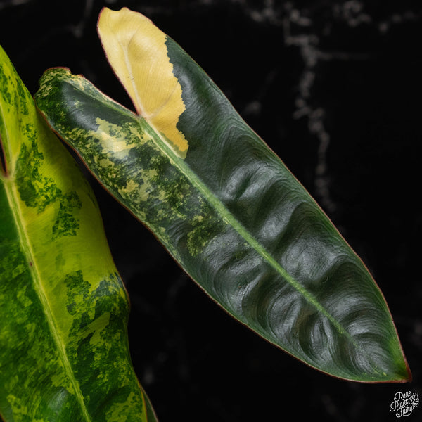 Philodendron billietiae variegated (A49)