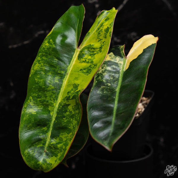 Philodendron billietiae variegated (A49)