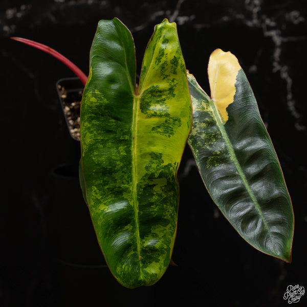 Philodendron billietiae variegated (A49)