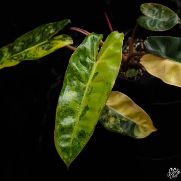 Philodendron billietiae variegated (B49)