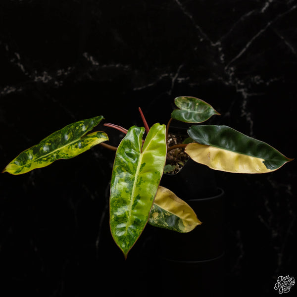 Philodendron billietiae variegated (B49)