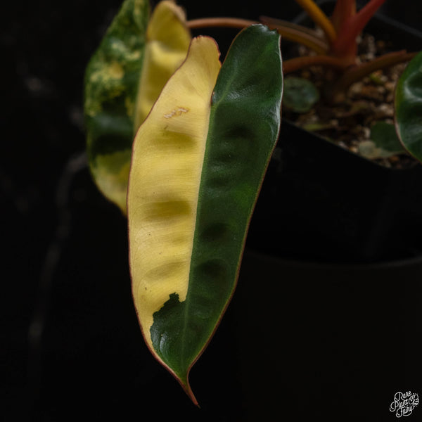 Philodendron billietiae variegated (B49)